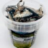Whesco - tørrede små fisk i bøtte med åg / spand. naturlige snacks til hund og kat