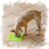 Hund spiser slikker mad fraLickimat buddy large grøn 28 cm slikkemåtte til hunde